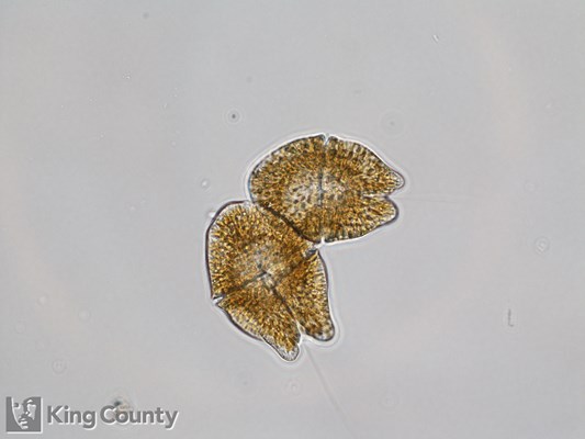 Photo of Akashiwo Sanguinea - Akashiwo sanguinea